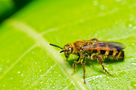 yellow wasp in green nature or in the gardenの写真素材