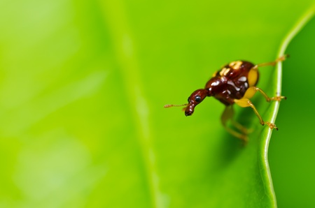 brown bug in green nature or in the gardenの写真素材