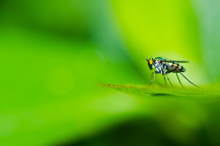 long legs fly in green nature or in the cityの写真素材