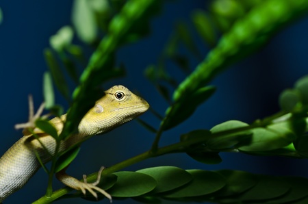 Lizard in green nature or in park or in the garden