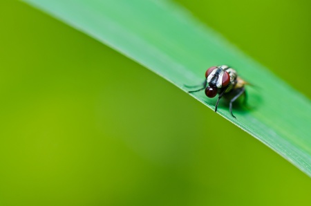 fly in green nature or in the cityの写真素材