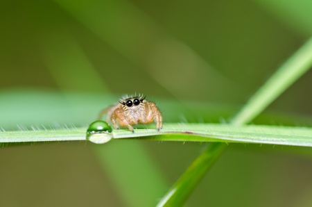 jumping spider in green nature or in the garden