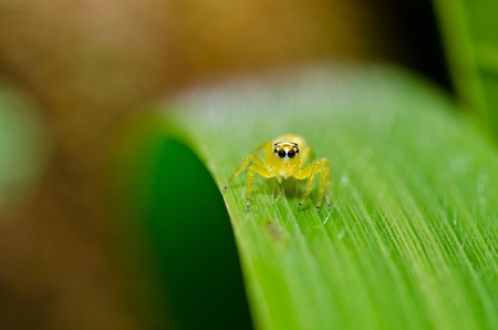 jumping spider in green nature or in the garden