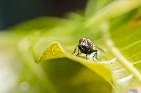 fly in green nature or in the cityの写真素材