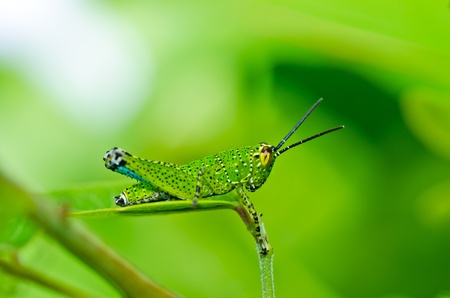 grasshopper in green nature or in the gardenの写真素材