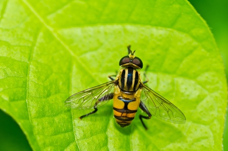 Fruit files or Flower files in green nature or in the gardenの写真素材
