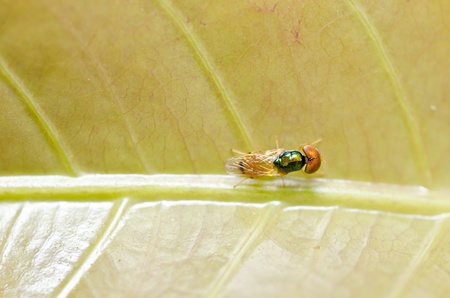 fly in green nature or in the cityの写真素材