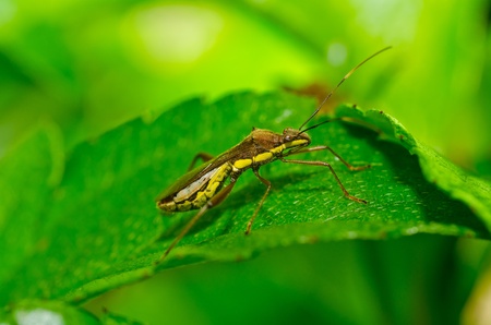 brown bug in green nature or in the garden