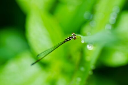 damselfly or little dragonfly in green natureの写真素材