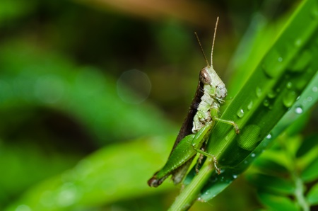 grasshopper in green nature or in the gardenの写真素材