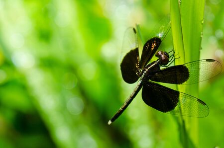 dragonfly in garden or in green natureの写真素材