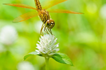 dragonfly in garden or in green natureの写真素材