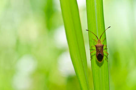 hemiptera in green nature or in the gardenの写真素材