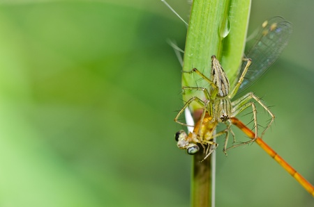 long legs spider in green nature or the gardenの写真素材