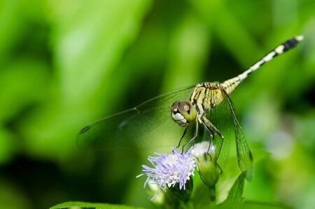 butterfly in green nature or in the gardenの写真素材
