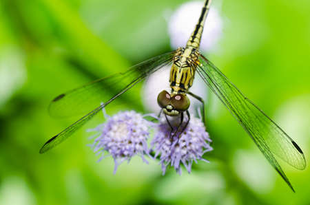 dragonfly in garden or in green natureの写真素材