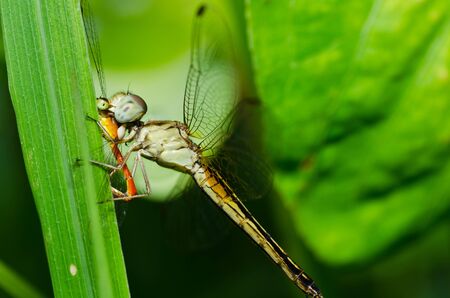 dragonfly in garden or in green natureの写真素材