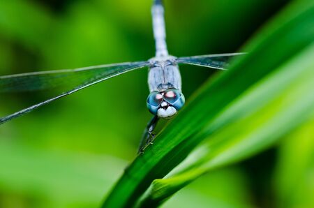 dragonfly in garden or in green natureの写真素材
