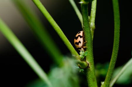 ladybug in the green nature or in the garden