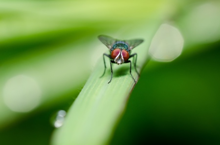 fly in green nature or in the city
