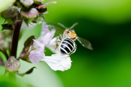 bee in green nature or in the garden