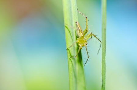 long legs spider in green nature or the garden