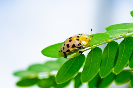 orange beetle in green nature or the gardenの写真素材
