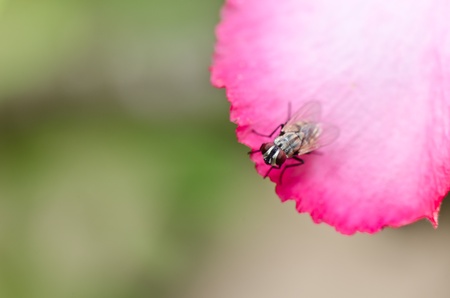 fly in green nature or in the city