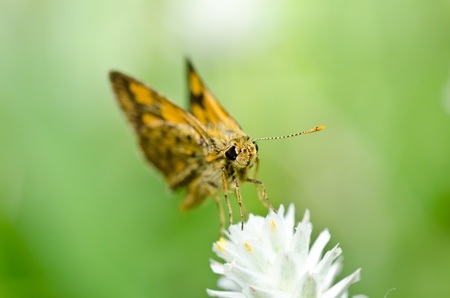 butterfly in green nature or in the gardenの写真素材