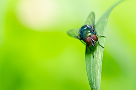 fly in green nature or in the cityの写真素材