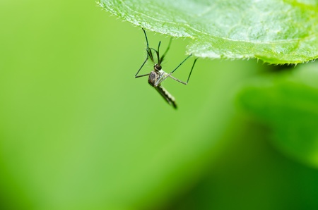 mosquito in nature or in the city