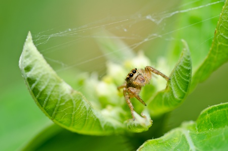 jumping spider in green nature or in the garden