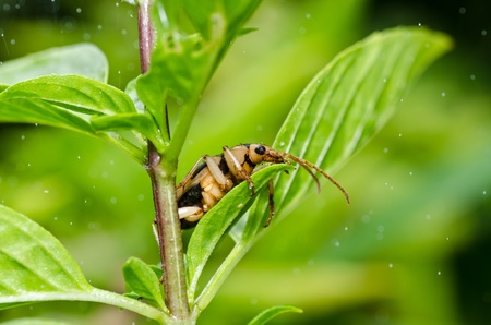 brown bug in green nature or in the gardenの写真素材
