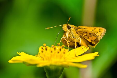 butterfly in green nature or in the gardenの写真素材