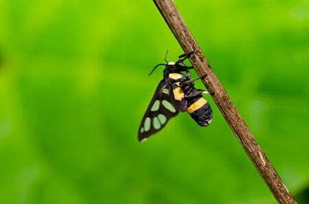 butterfly in green nature or in the gardenの写真素材