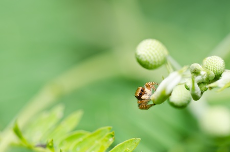 jumping spider in green nature or in the gardenの写真素材