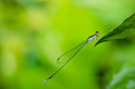 damselfly or little dragonfly in green natureの写真素材