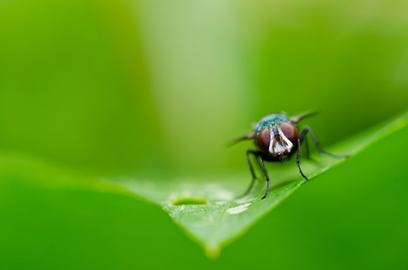 fly in green nature or in the cityの写真素材