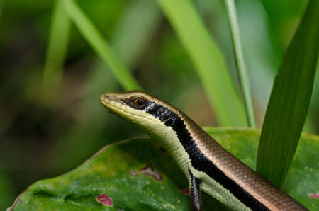 hide Skink in garden or in green nature