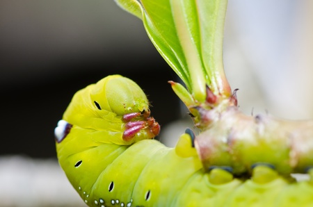 worm in green nature or in the gardenの写真素材