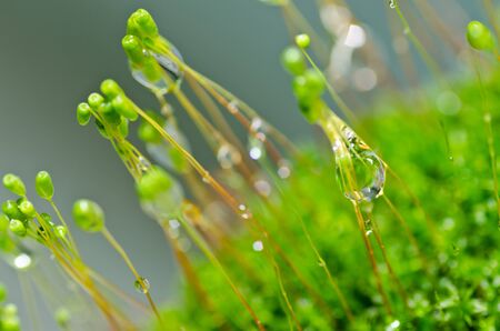 Fresh moss in green nature or in old stone or old wallの写真素材