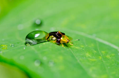 orange beetle in green nature or the garden