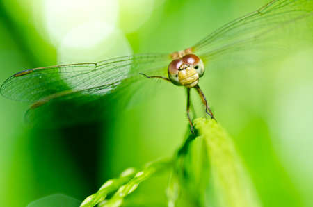 dragonfly in garden or in green natureの写真素材