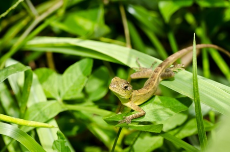 Lizard in green nature or in park or in the gardenの写真素材