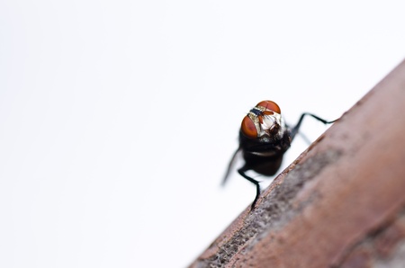 fly in green nature or in the cityの写真素材