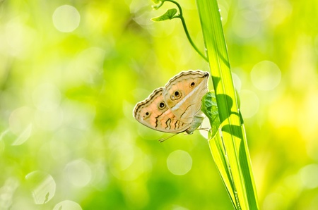 butterfly in green nature or in the gardenの写真素材