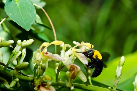 Carpenter bee in the nature or in the garden.It's dangerの写真素材