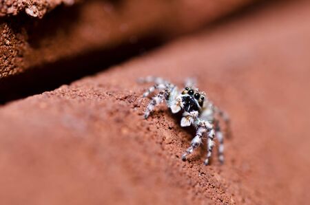jumping spider in green nature or in the gardenの写真素材