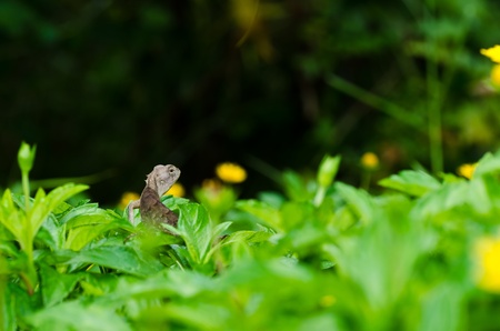 Lizard in green nature or in park or in the gardenの写真素材