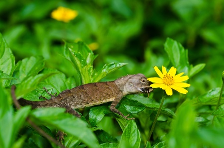 Lizard in green nature or in park or in the gardenの写真素材